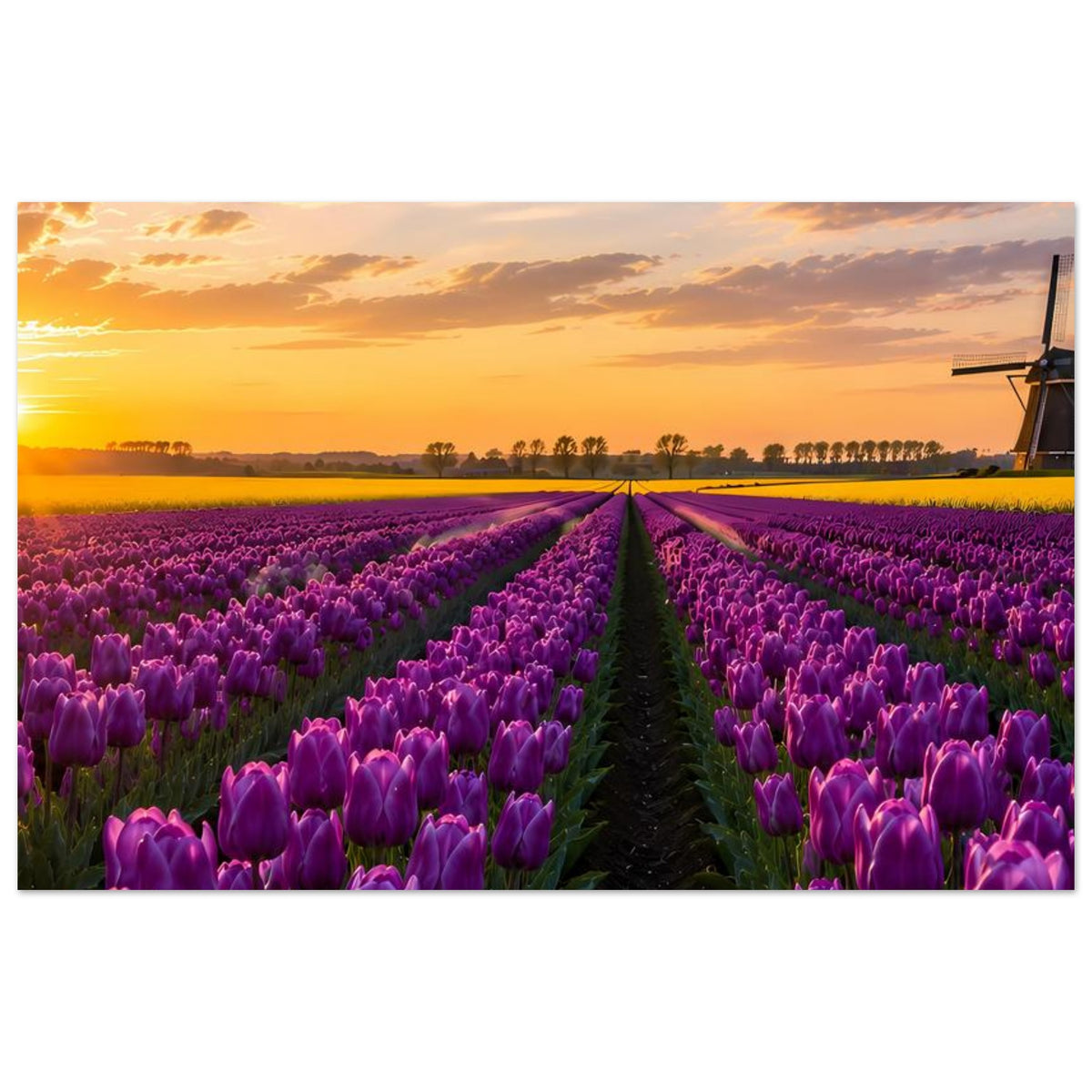 Poster im Querformat mit lila Tulpen, Feldweg und Sonnenuntergang über dem Feld