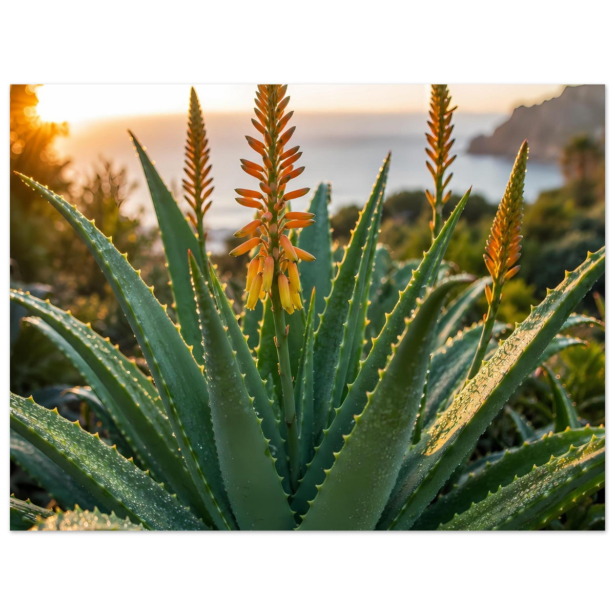 Querformat-Poster mit Aloe-Rosette, grünen Blättern und orange Blüten im Sonnenuntergang