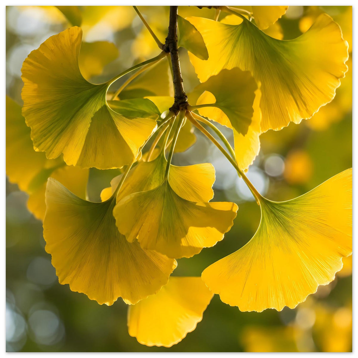 Ginkgoblatt-Poster mit gelben Blattwedeln, grünen Blattadern und dunklem Ast