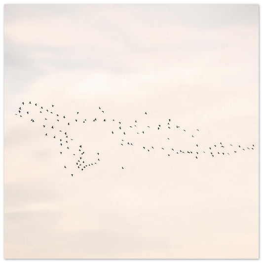 Poster mit Vogelschwarm-Silhouette aus vielen kleinen schwarzen Vögeln auf hellem Hintergrund