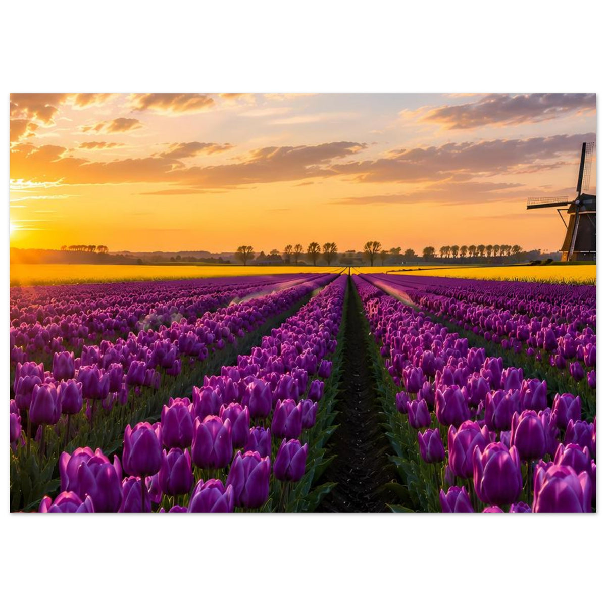 Poster im Querformat mit lila Tulpenfeld, Sonnenuntergang und Windmühle am rechten Rand