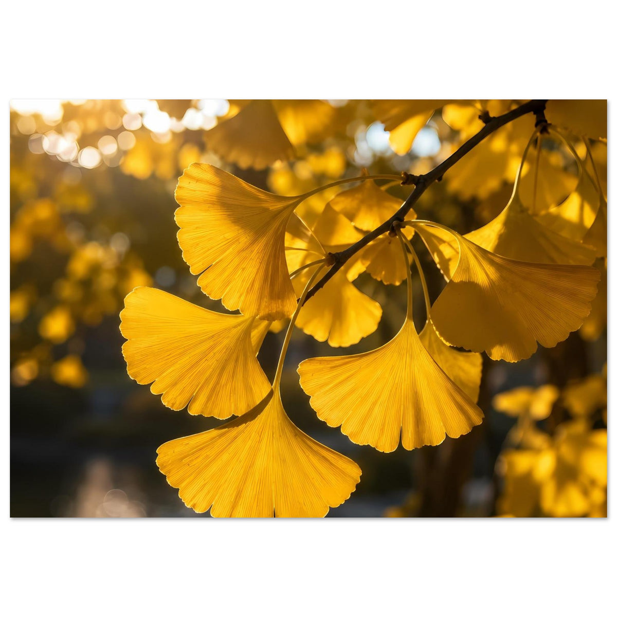 Botanisches Poster mit gelben Ginkgoblättern und dunklen Zweigen, diagonale Ansicht.