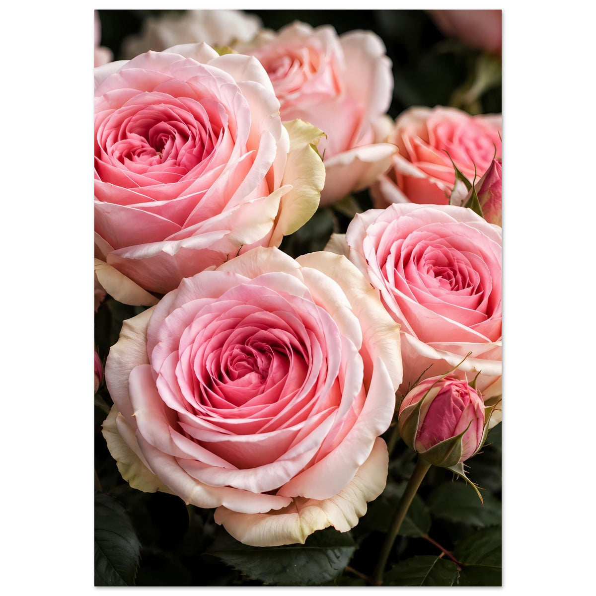 Poster (Hochformat) mit mehreren rosafarbenen Rosenblüten und Knospen