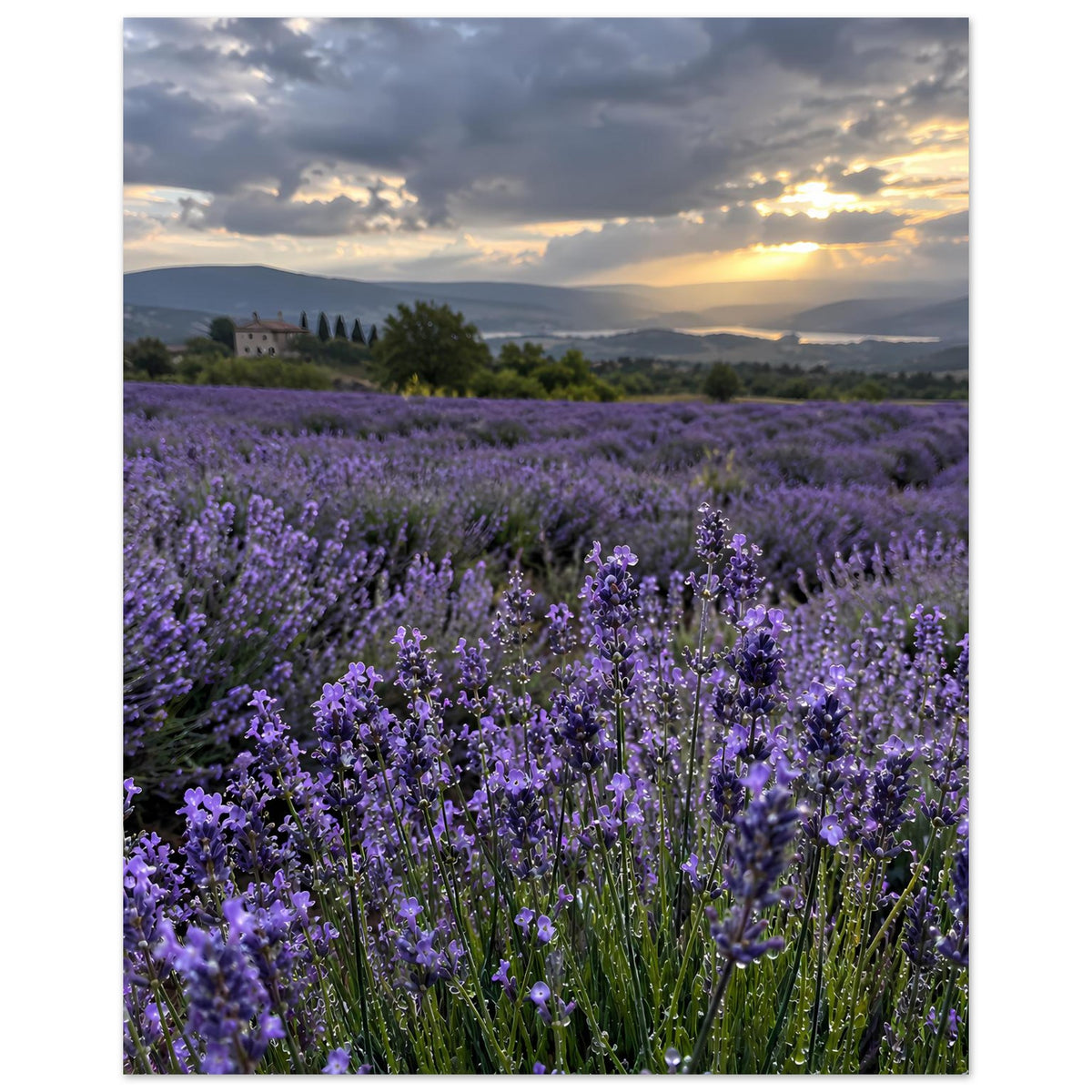 Hochformat-Poster mit Lavendelfeld in Violett, Sonnenuntergang über der Landschaft