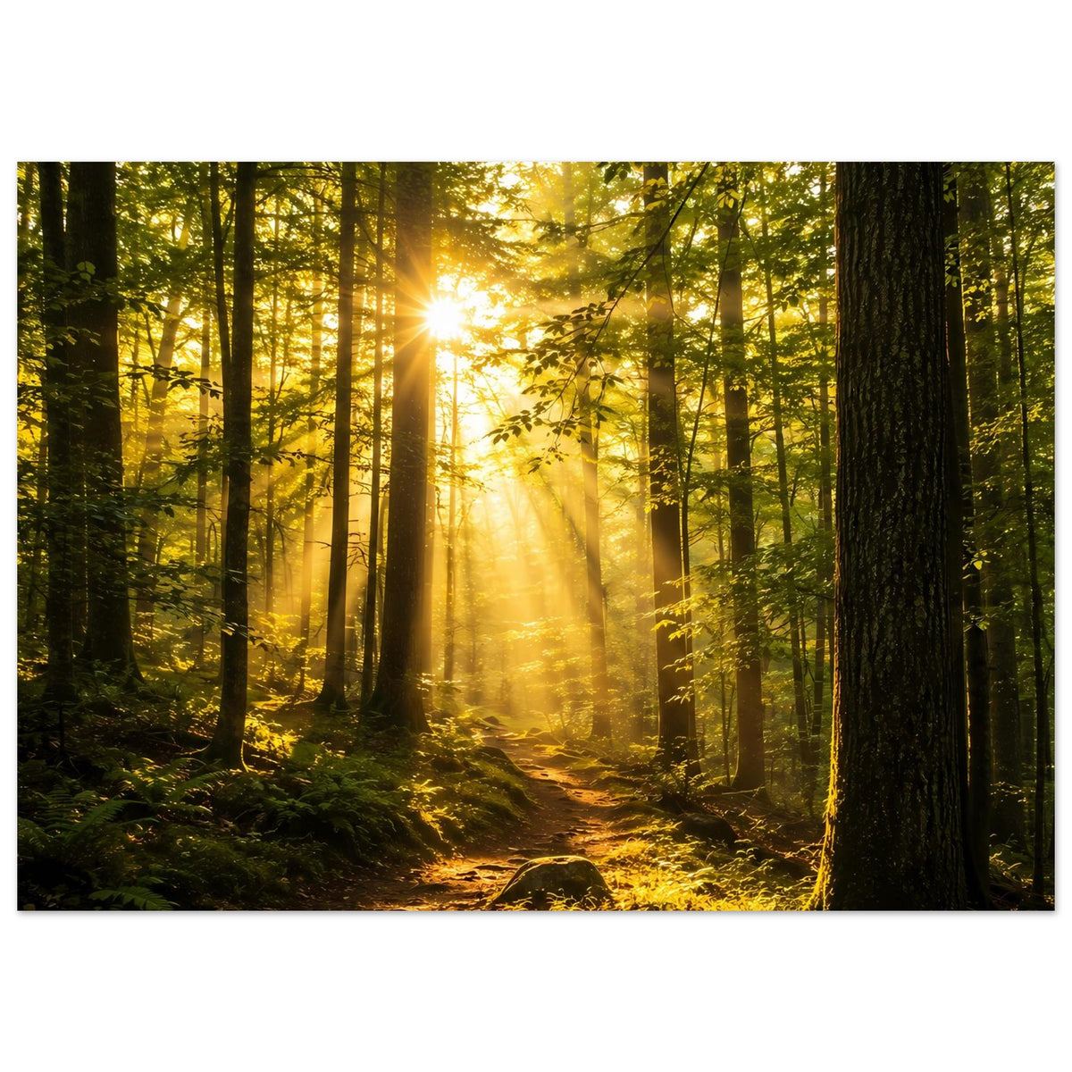 Poster mit Waldweg bei Sonnenaufgang, strahlendes Licht zwischen hohen Baumstämmen