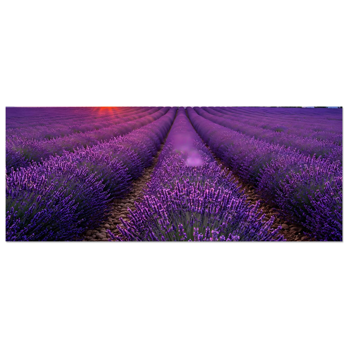 Horizontales Poster: Lavendelfeld bei Sonnenuntergang, lila Blüten und Wegeführung