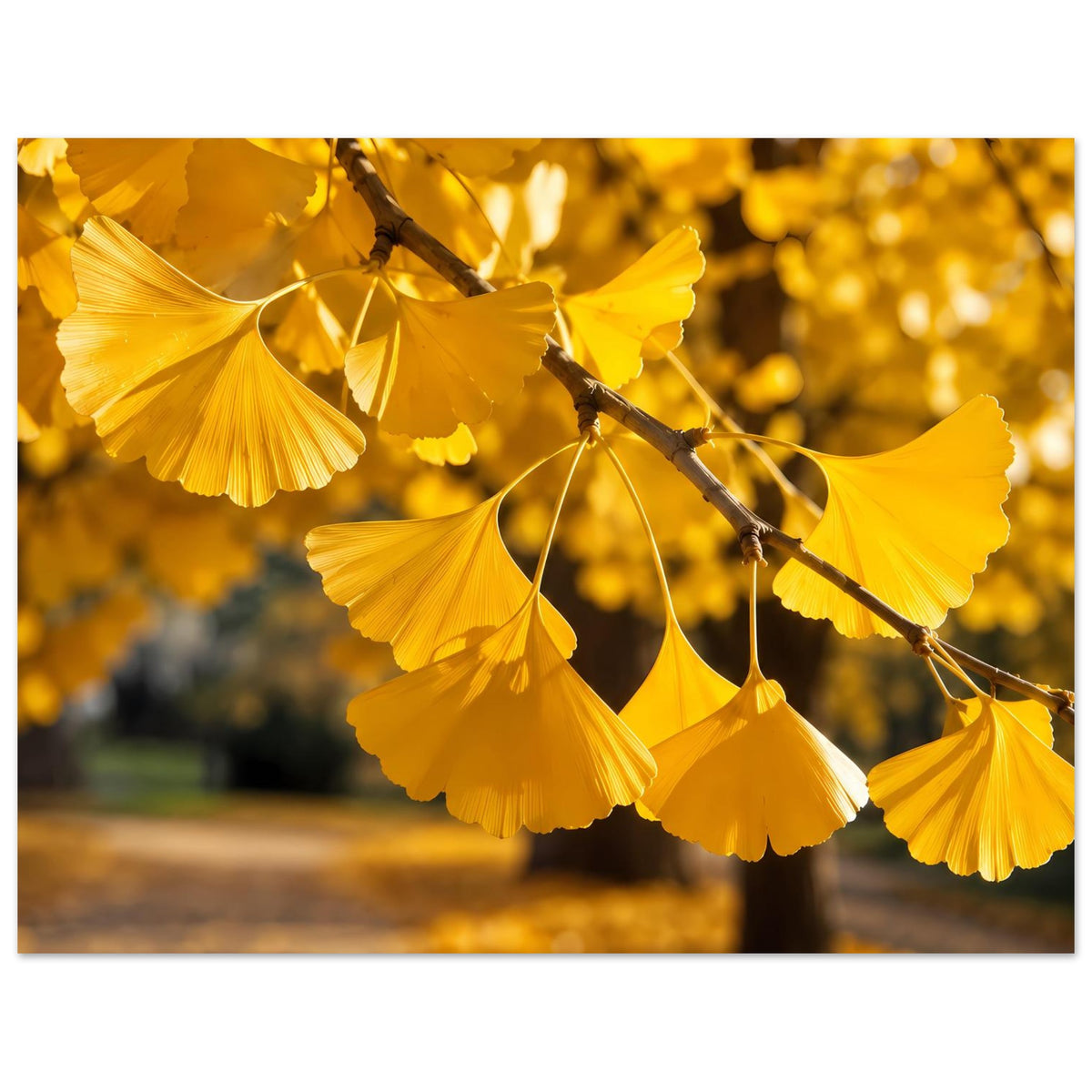 Poster mit goldenen Ginkgo-Blättern an Zweig, Querformat mit Ast im oberen Bereich