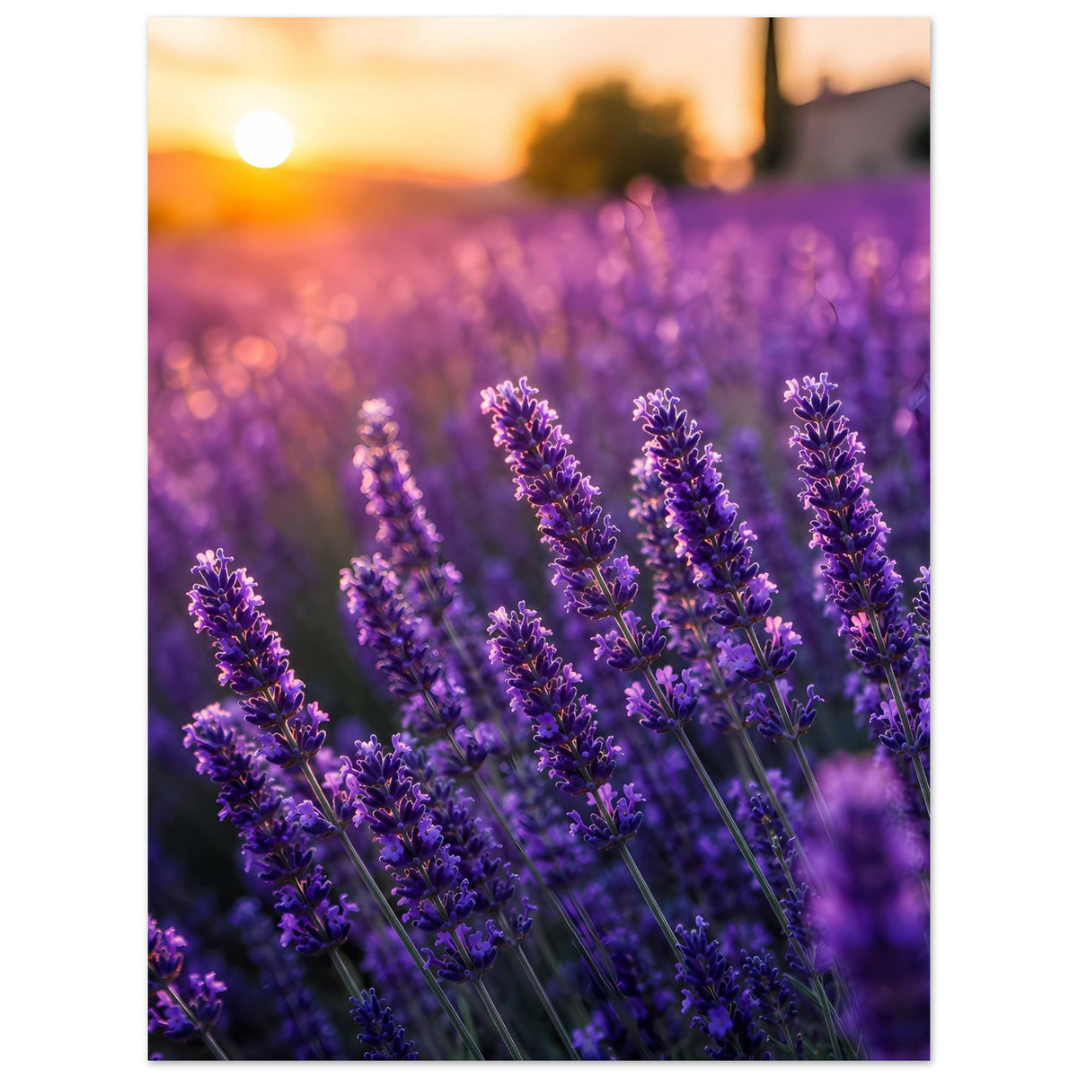 Lavendelblüten-Poster mit mehreren lila Blütenrispen, unscharfe Feldreihe im Hintergrund