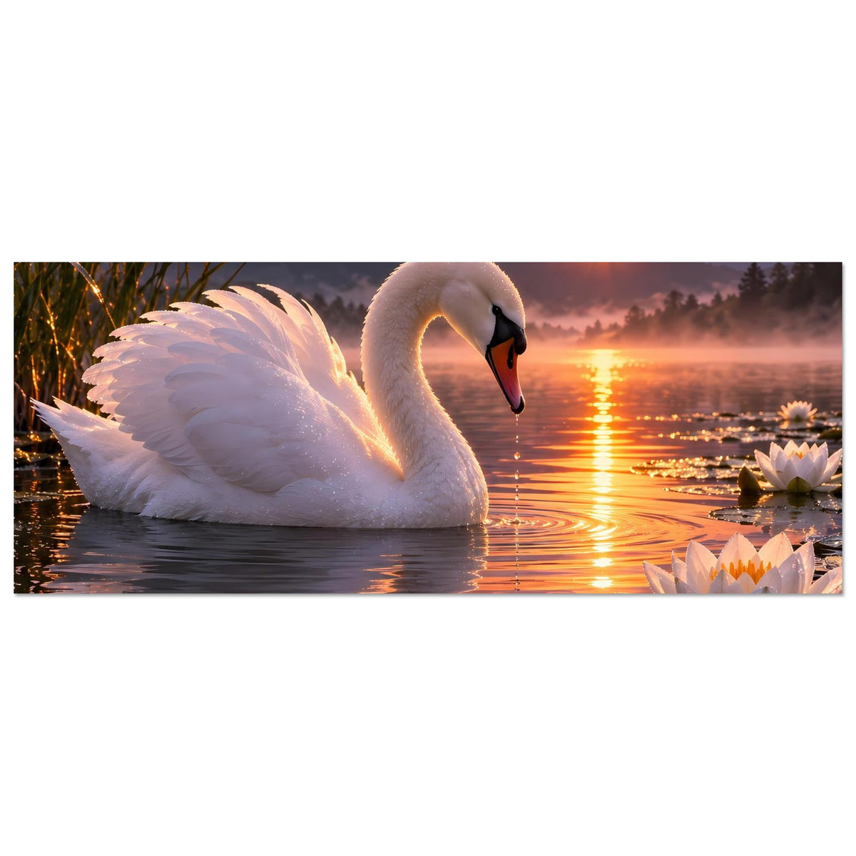 Horizontales Poster: weißer Schwan auf dem Wasser, umgeben von Seerosen bei Sonnenuntergang