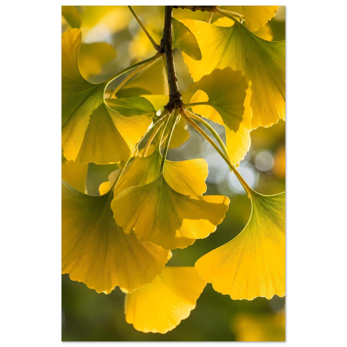Poster mit leuchtenden Ginkgoblättern in Gelb und Grün am Ast, hochformatig