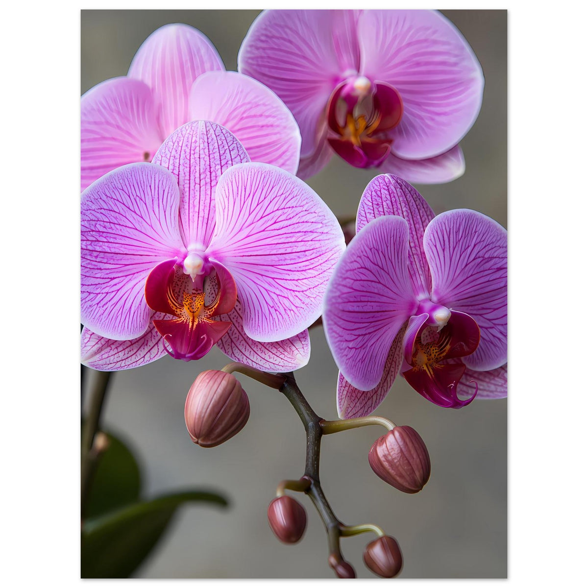 Orchideen-Porträt-Poster mit lila Blüten, Knospen und verzweigtem Stängel