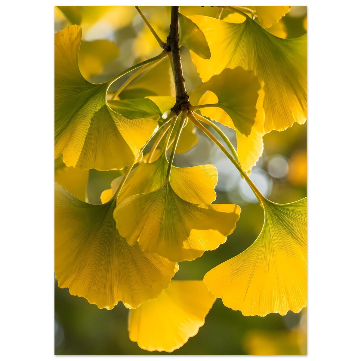 Ginkgoblatt-Poster: gelbe Blattfächer am Zweig, grüne Blattadern, mattes Papier.
