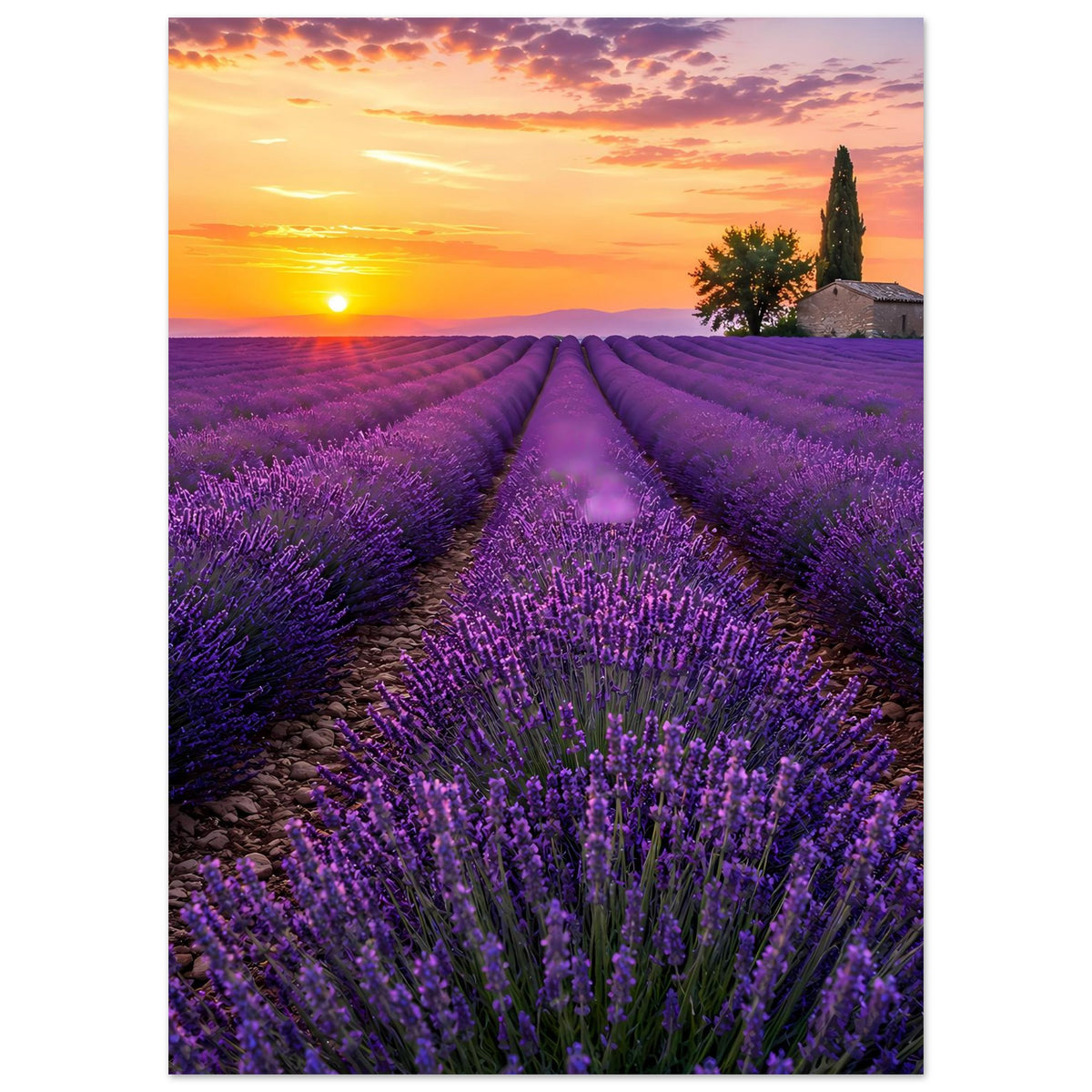 Poster mit Lavendelblick bei Sonnenuntergang, kräftige lila Blüten und Sonnenuntergangshimmel