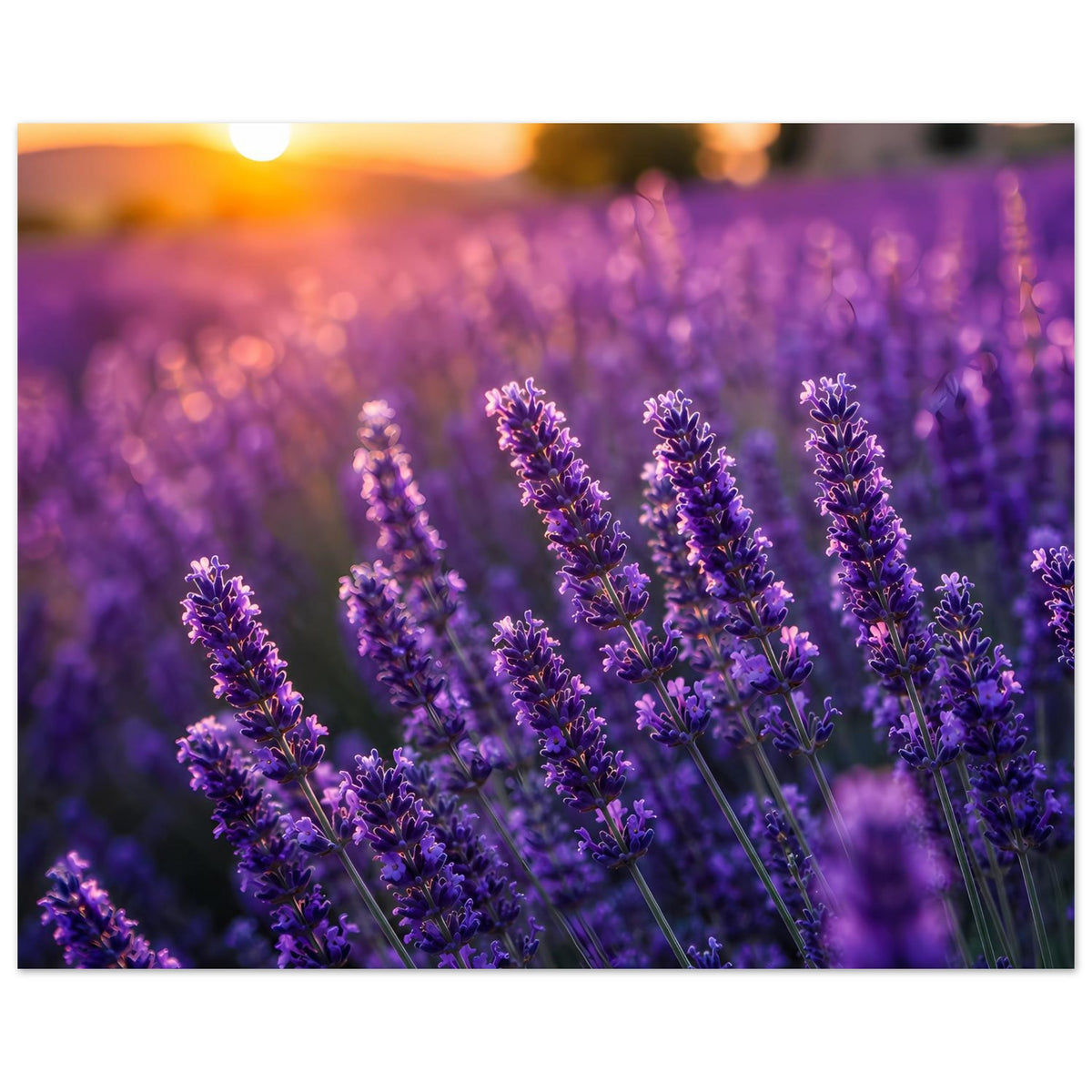 Lavendelblüten-Poster im Querformat, lila Blütenrispen im Abendlicht
