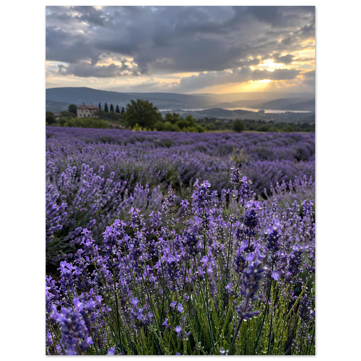 Poster im Hochformat mit Lavendelfeld, dichtem Blütenmeer und Abendhimmel
