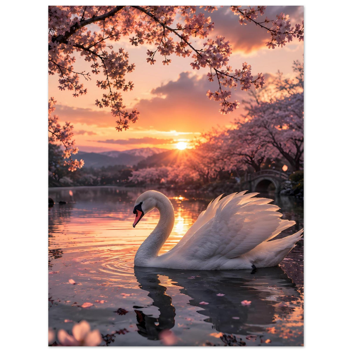 Poster: weißer Schwan auf See, Sonnenuntergang und blühende Baumzweige
