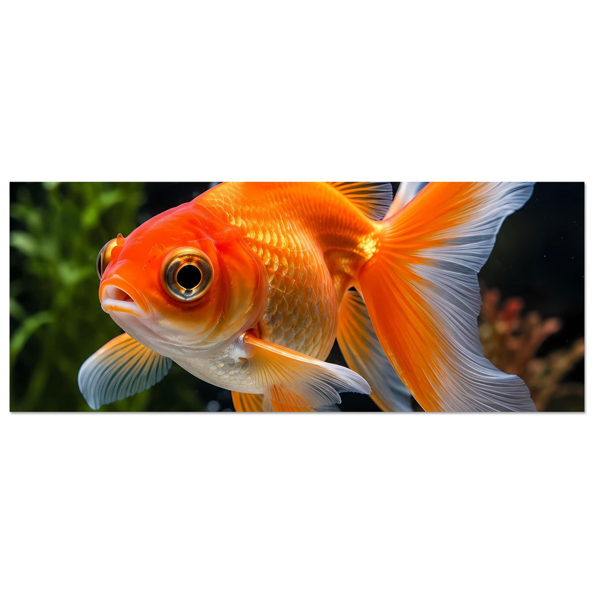 Goldfisch-Poster querformat: orangefarbener Goldfisch mit weißen Flossen