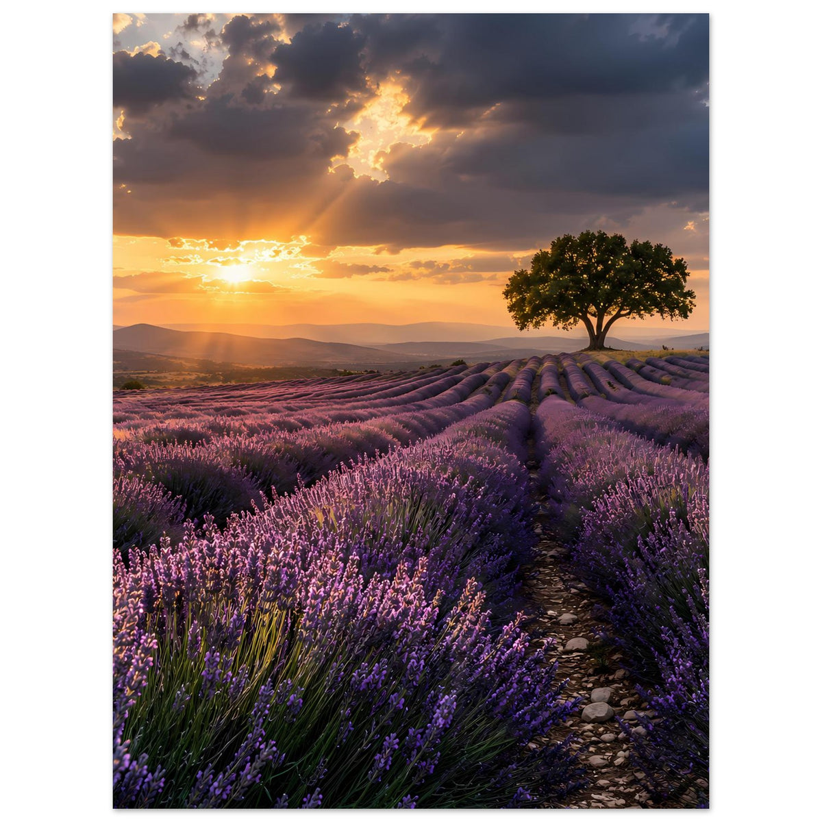 Poster mit Sonnenuntergang über Lavendelfeldern, Baum rechts und Feldweg im Bild