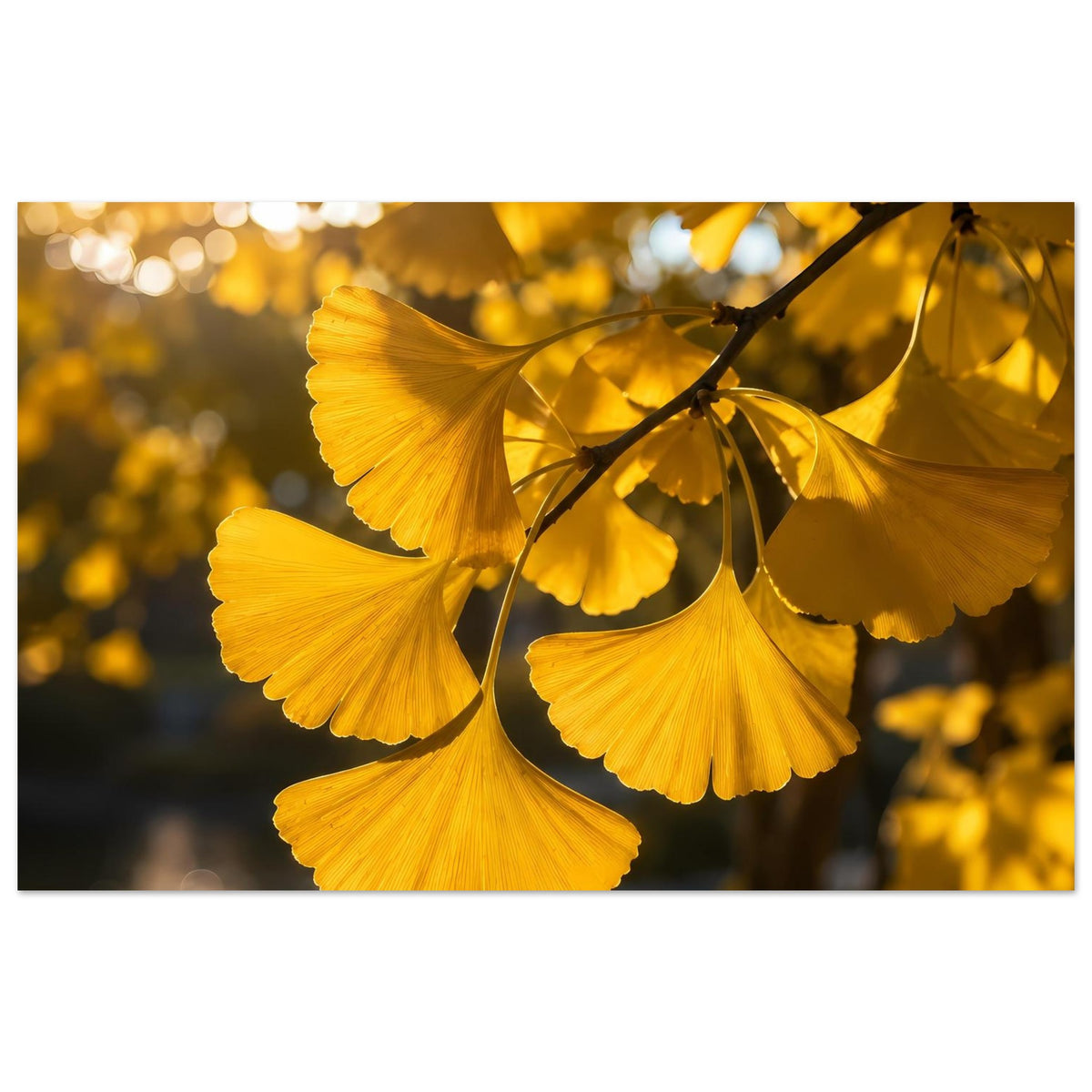 Botanisches Poster mit gelben Ginkgoblättern am Zweig, einzelne Blätter klar erkennbar