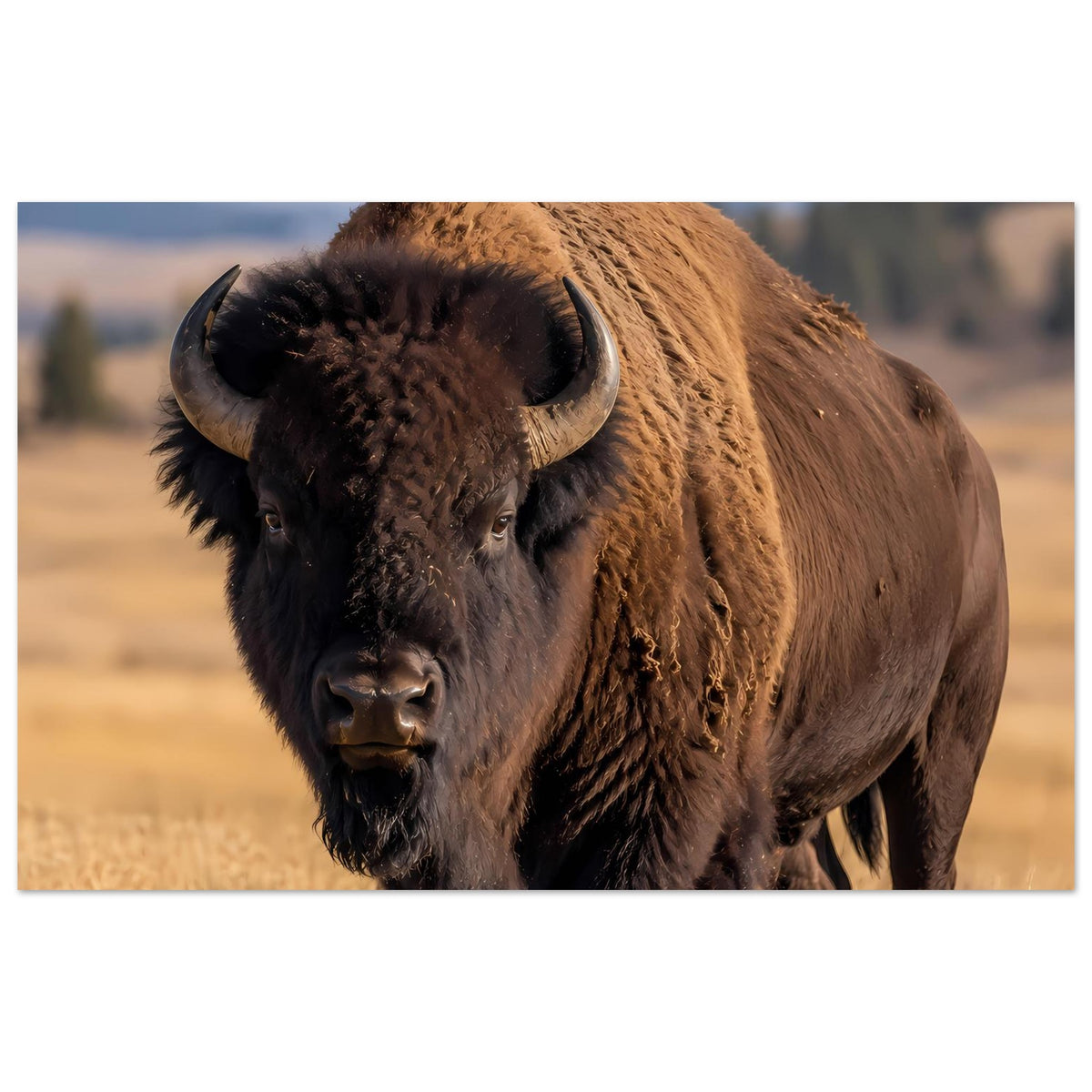 Bison-Wildlife-Poster mit braunem Büffel, frontal fotografiert, schwarze Hörner
