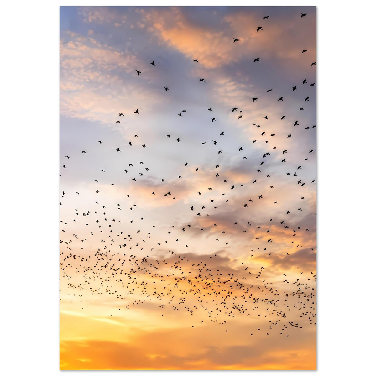 Kunstdruck-Poster (Hochformat) mit Vogelschwarm am Himmel bei Abendsonne