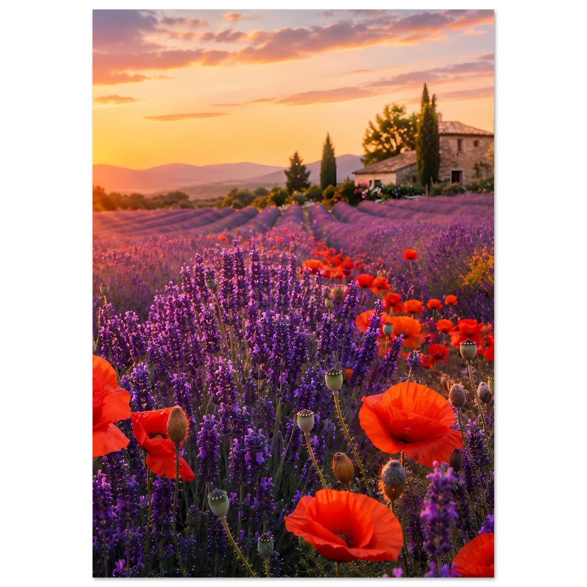 Blumenposter im Hochformat: violette Lavendelreihen, rote Mohnblüten und Haus bei Abendhimmel