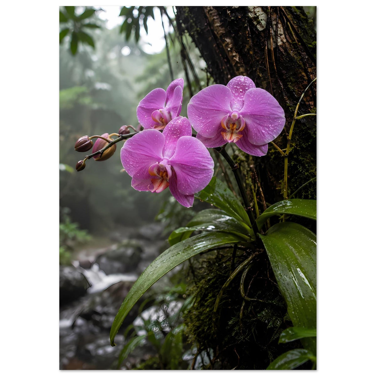 Orchideen-Poster mit drei rosafarbenen Phalaenopsisblüten, grünen Blättern und Knospenzweig