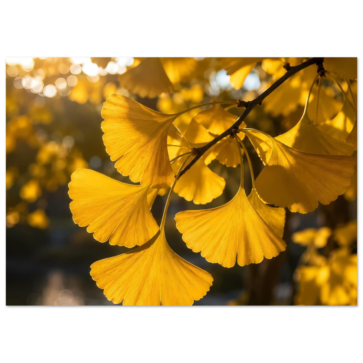 Botanisches Poster mit goldenen Ginkgoblättern am Ast, horizontaler Ausschnitt