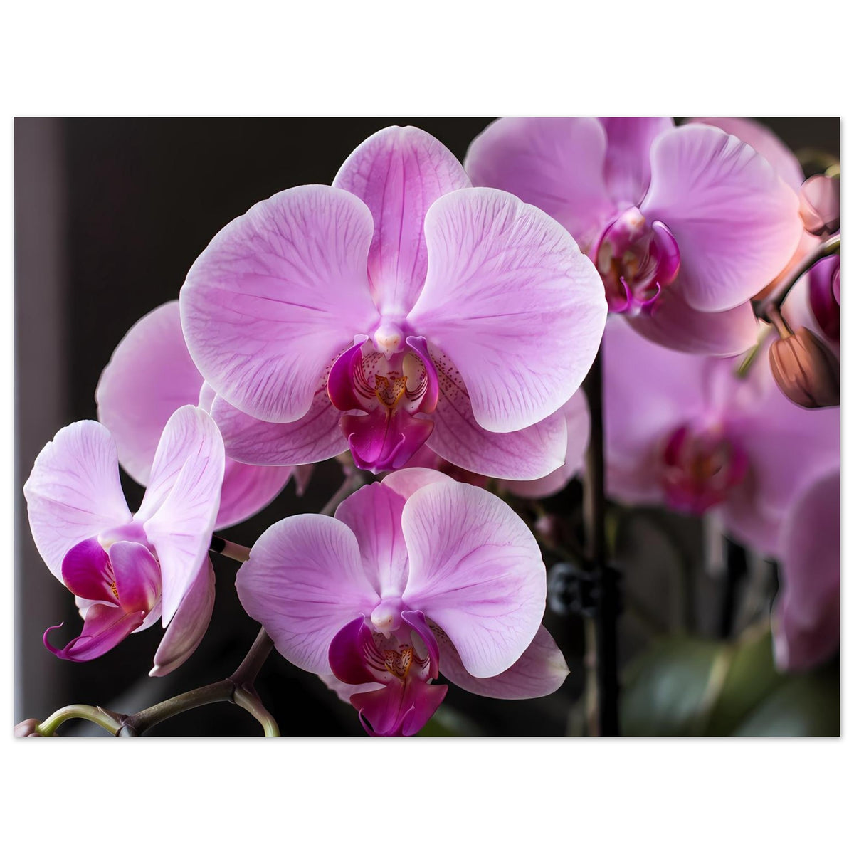 Wandkunst-Poster mit großen lila-weißen Orchideenblüten, mehrere Blüten sichtbar