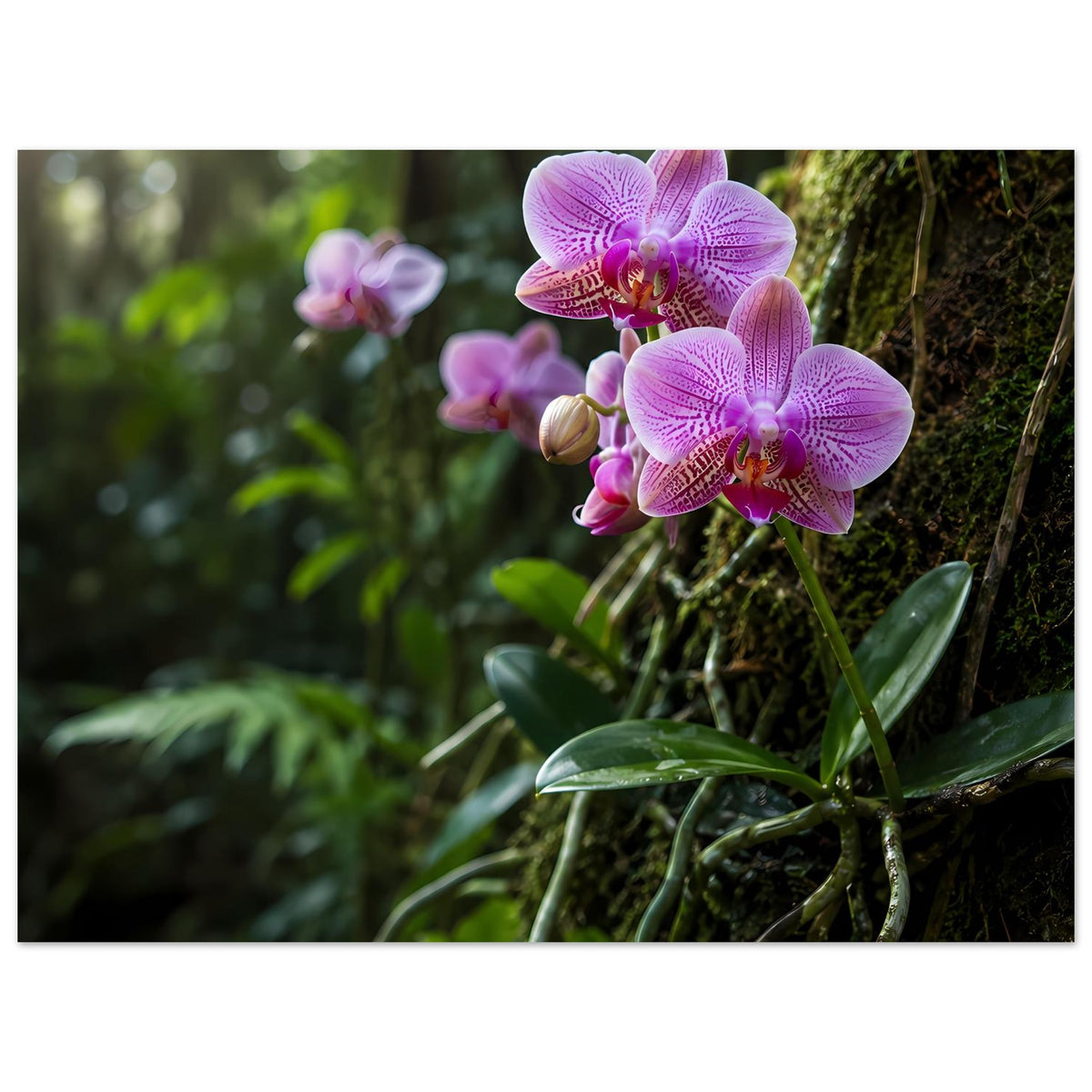 Botanisches Poster: violette Orchideenblüten über Moos, mit grünen Blattspitzen