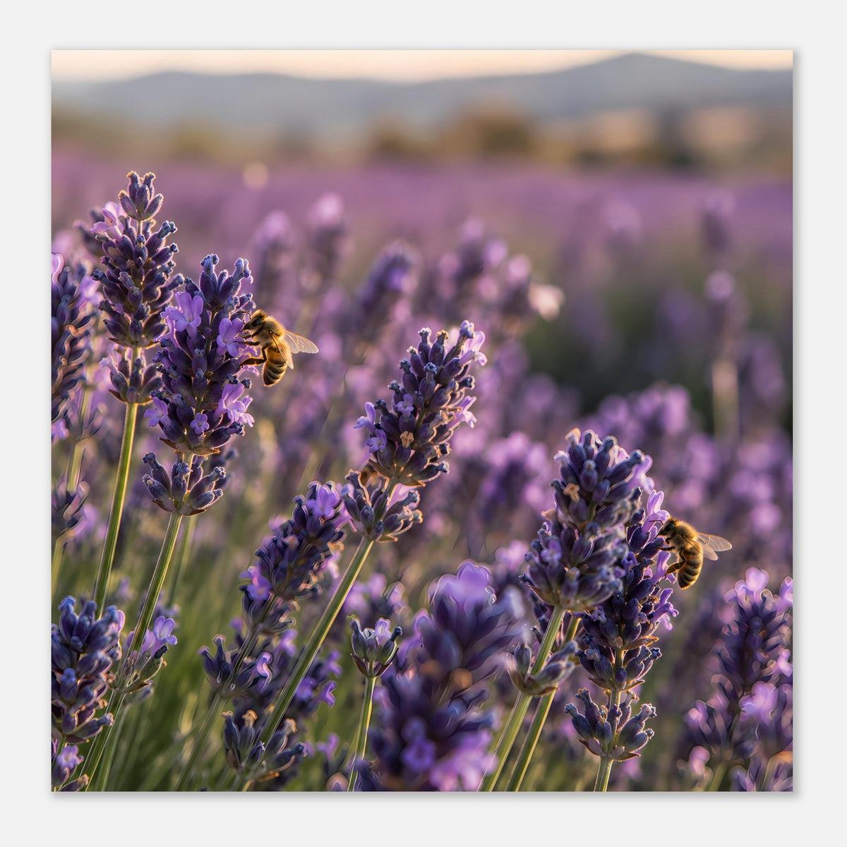 Lavendelblüten-Poster mit Bienen, horizontale Aufnahme lila Blüten im Feld