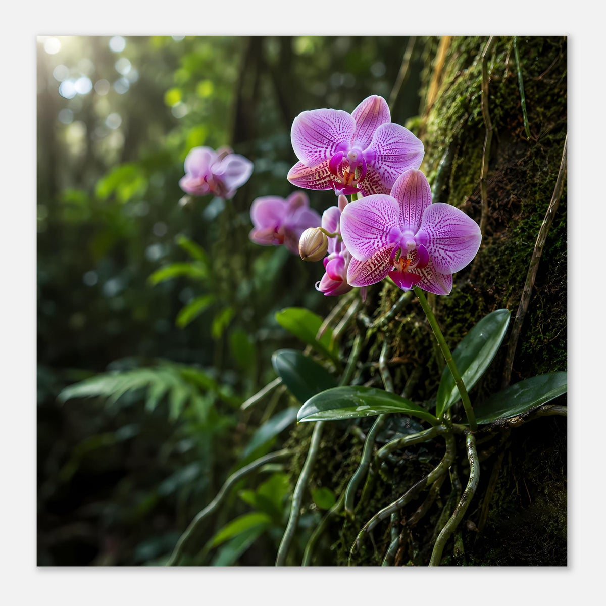 Botanisches Poster mit pinken Orchideenblüten auf Moos, breiter zugeschnitten, Hochformat