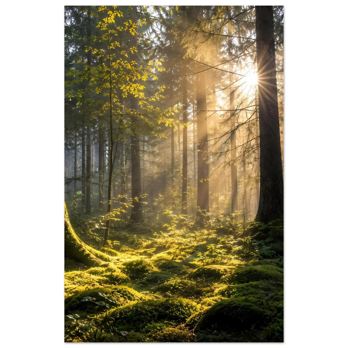 Waldposter im Hochformat: Sonnenstrahl durch Tannenwald über dichtem Moos