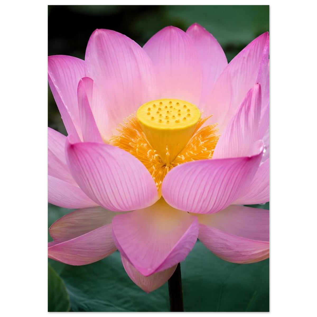 Lotusblüten-Poster: rosa Lotusblüte mit gelber Staubblattmitte, ganzer Motivumfang