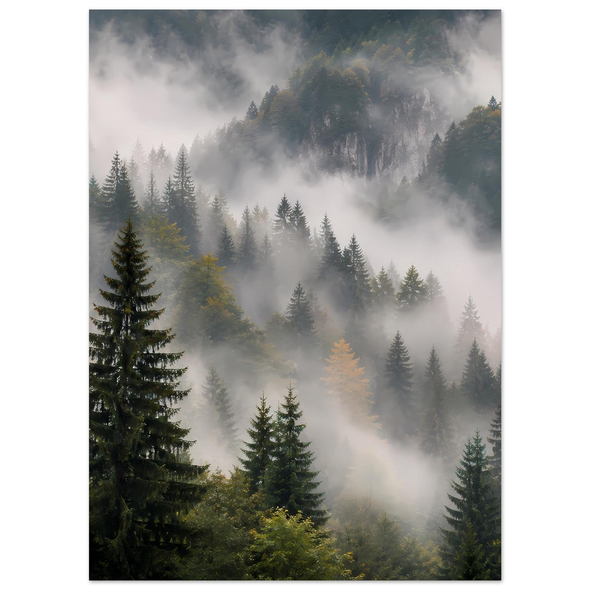 Wandposter mit Nebelwald, Tannen zwischen Bergen, Blick auf tiefen Waldrand