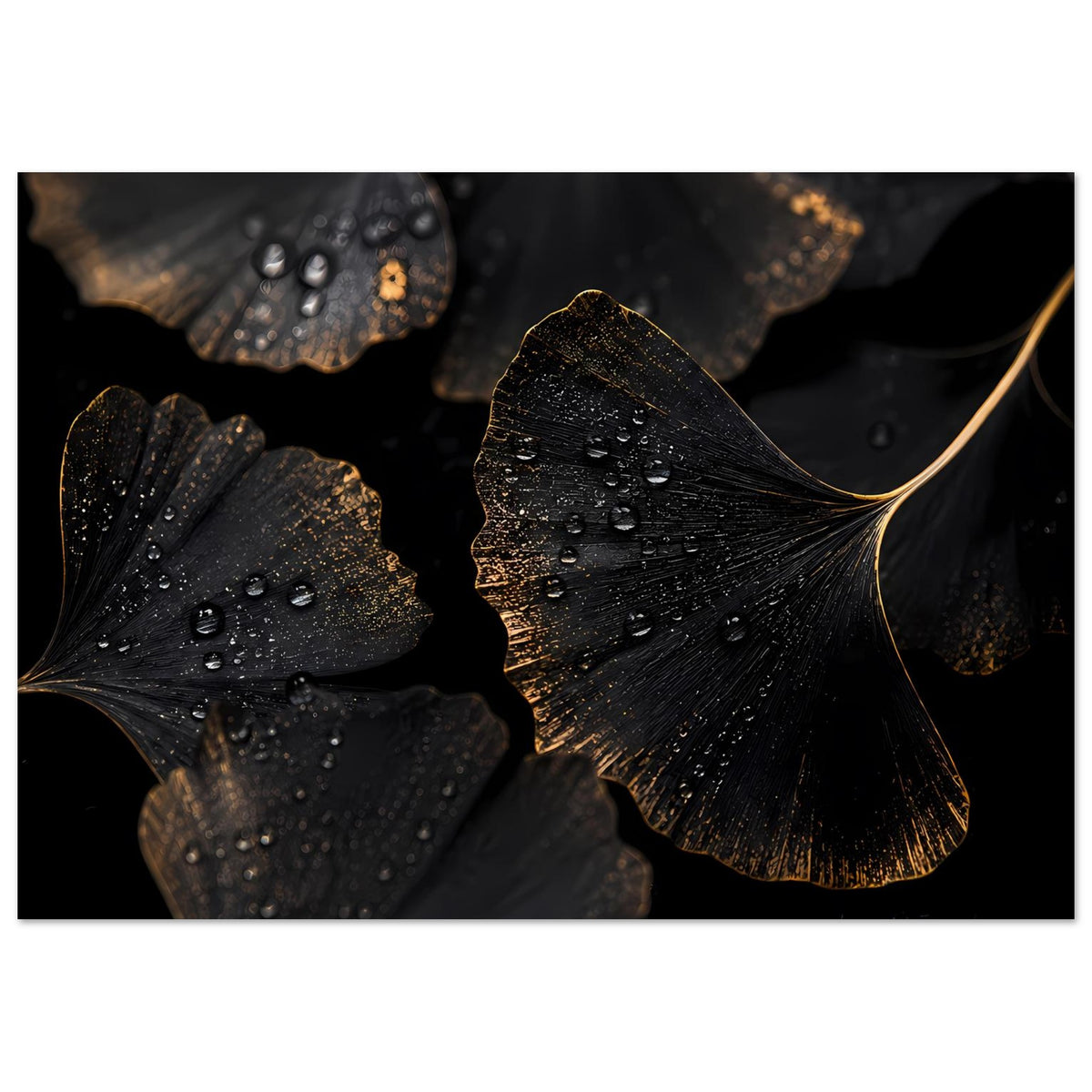 Poster im Querformat: Ginkgo-Blätter dunkel-schwarz mit goldenen Akzenten und Tropfen