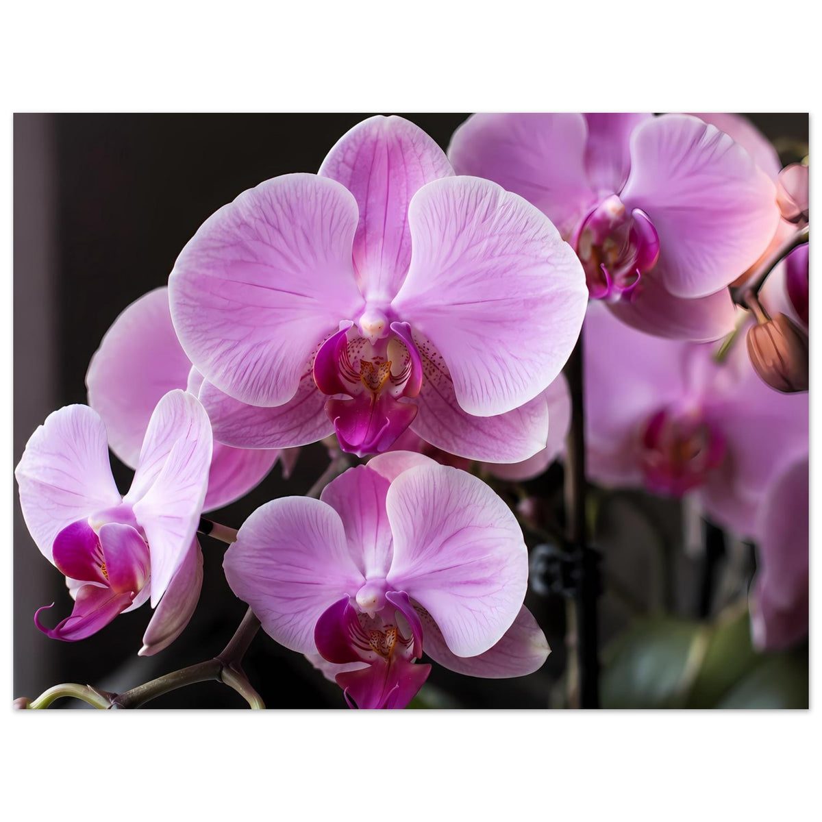 Poster mit pastellrosa Orchideenblüten, rechte Blüten im Fokus und Hauptblüte zentral