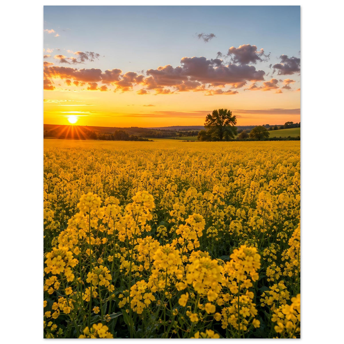 Landschaftsposter im Hochformat mit gelbem Blütenfeld und orangefarbenem Abendhimmel