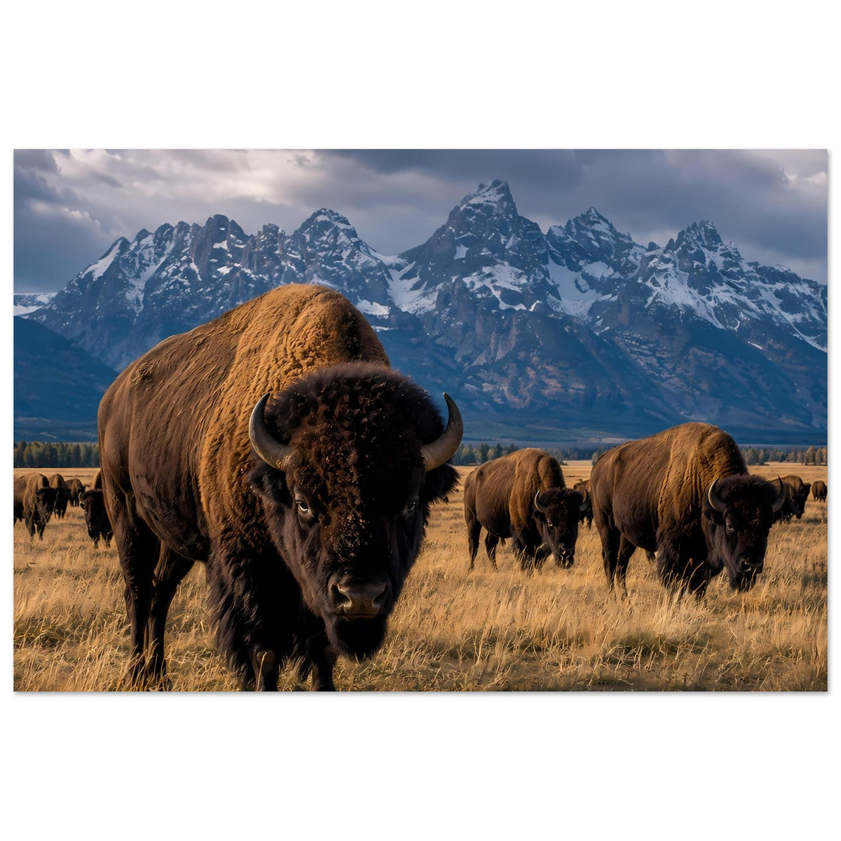 Poster mit Bisonherde: großes braunes Bison im Vordergrund, weitere Tiere dahinter