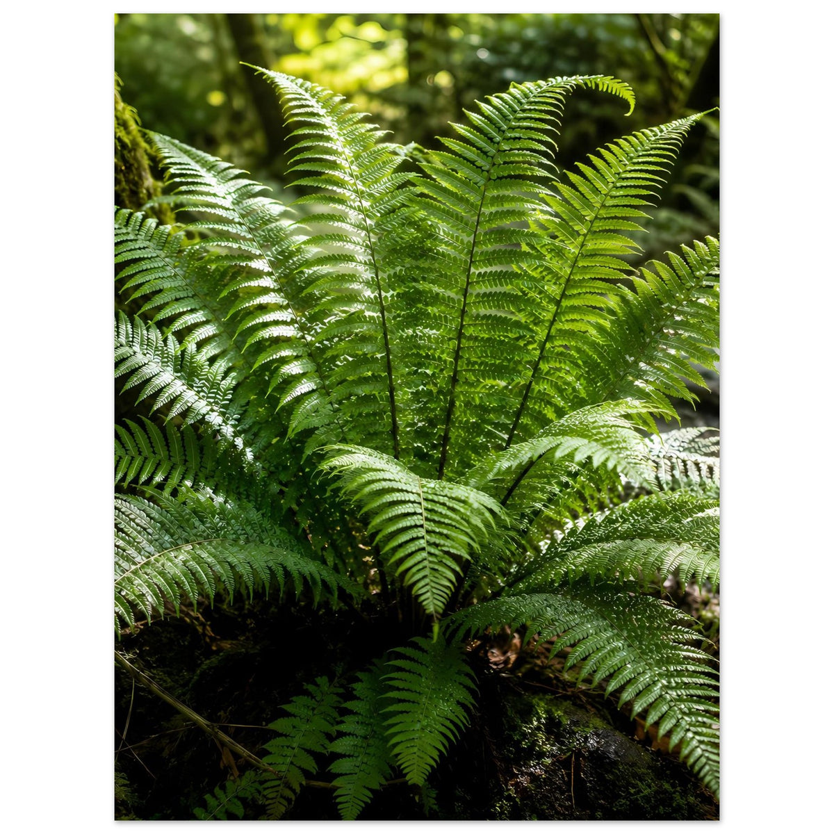Botanisches Naturposter mit grünen Farnwedeln, Detailansicht aus dichtem Blattwerk