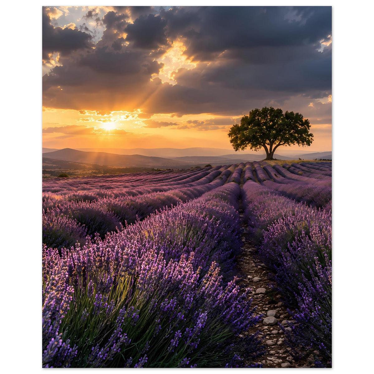 Hochformat-Poster mit Lavendelfeld beim Sonnenuntergang: Pfad, violette Blüten, Baum