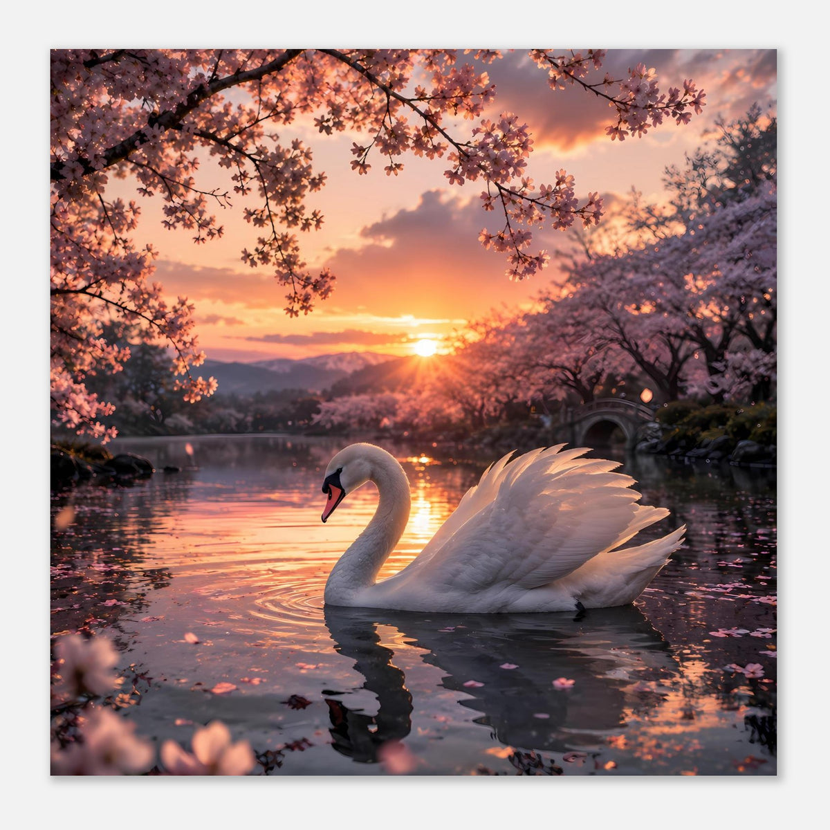 Poster im Querformat: weißer Schwan im Abendlicht, Kirschblüten und See-Reflexion