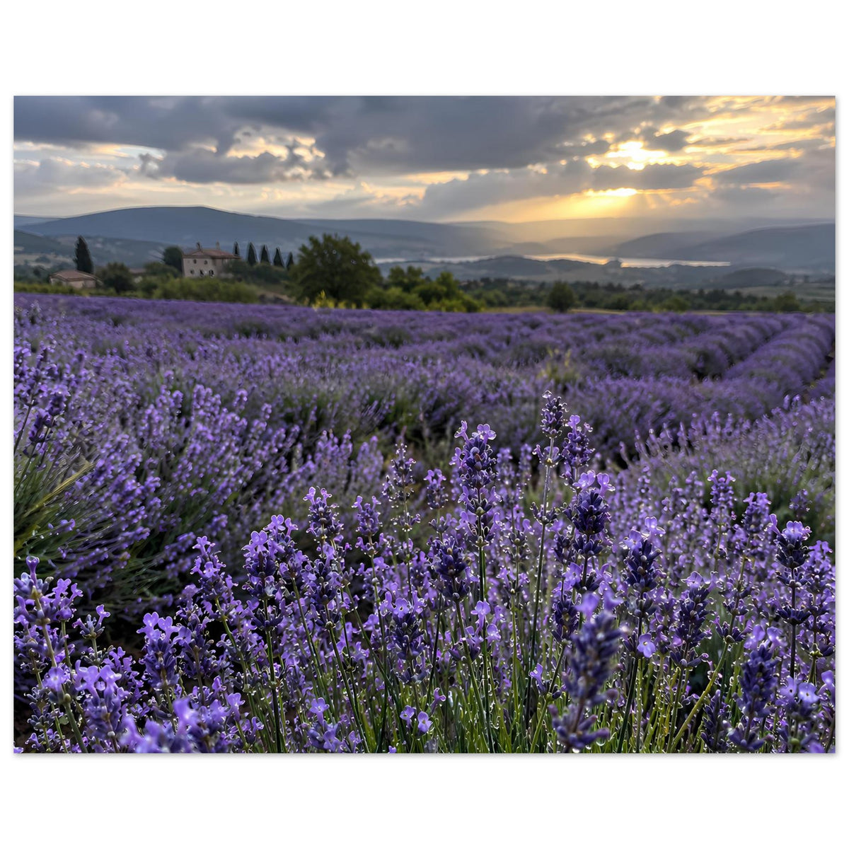 Horizontales Poster: violette Lavendelblüten im Feld, Sonnenuntergang mit Lichtstreifen