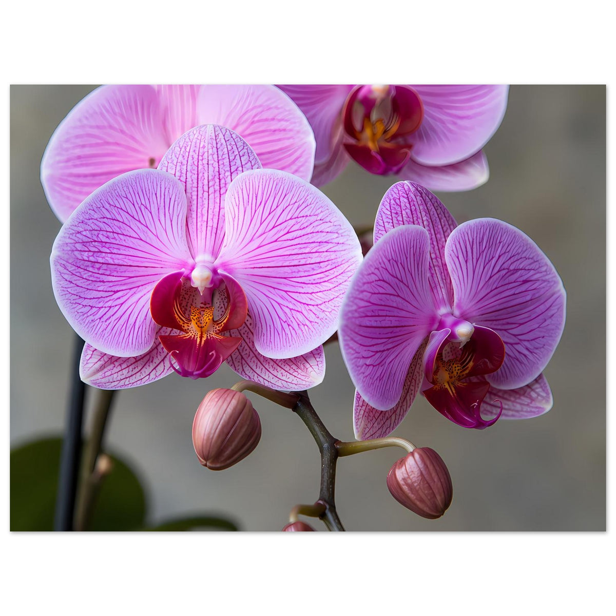 Orchideen-Porträtposter, Nahansicht: rosa-lila Orchideenblüten und Knospen am Zweig