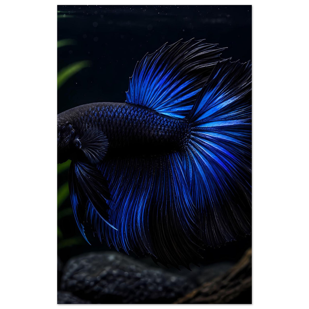 Poster mit blauem Betta-Fisch, Fokus auf Flossen und Rückenpartie