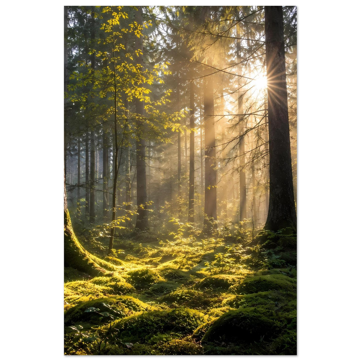 Wald-Sonnenaufgang Poster im Hochformat mit hellen Sonnenstrahlen und dichten Baumreihen