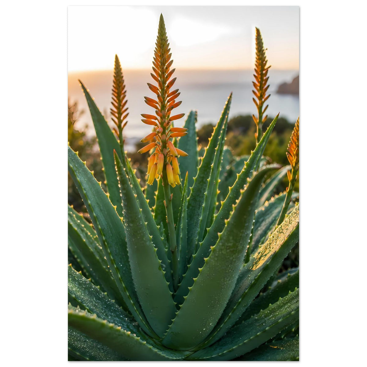 Poster im Hochformat: zentrierte Aloe mit orangefarbenen Blütenständen und langen grünen Blättern