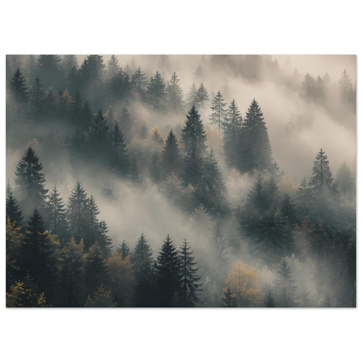 Poster mit dichtem Tannenwald und Nebelschwaden, Panorama-Blick mit weichen Lichtkanten