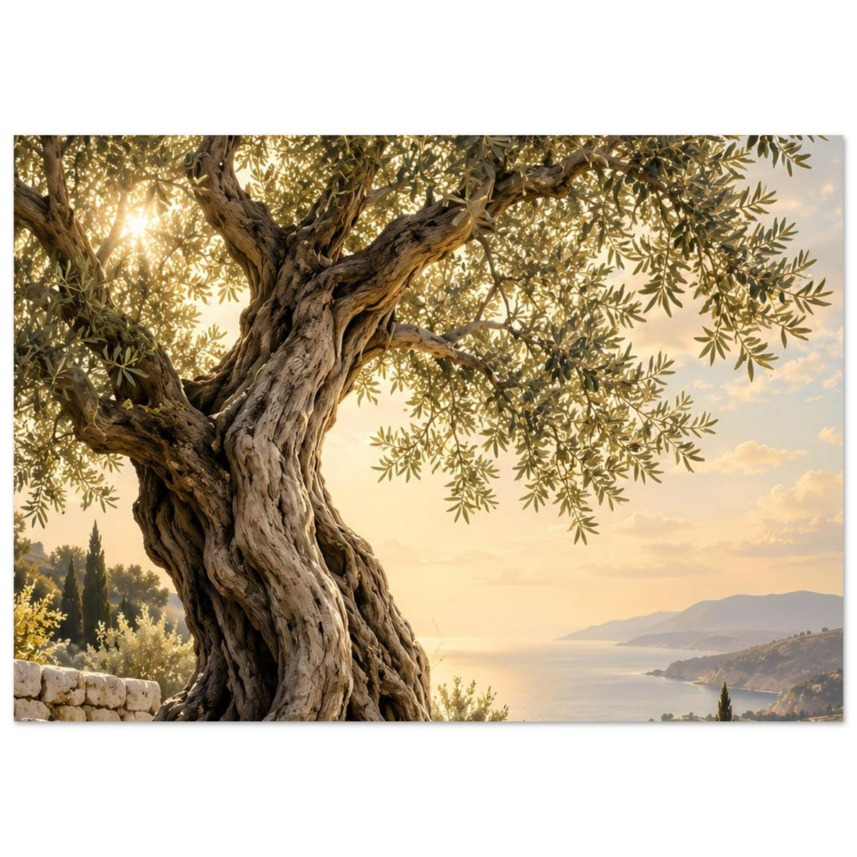 Olivenbaum-Poster: breiter Stamm, viele Olivenzweige und Blick auf Meer und Hügel in der Ferne