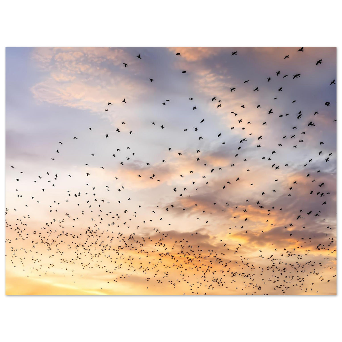 Querformat-Kunstdruckposter mit Abendhimmel, goldenen Lichtstreifen und Vogelschwarm